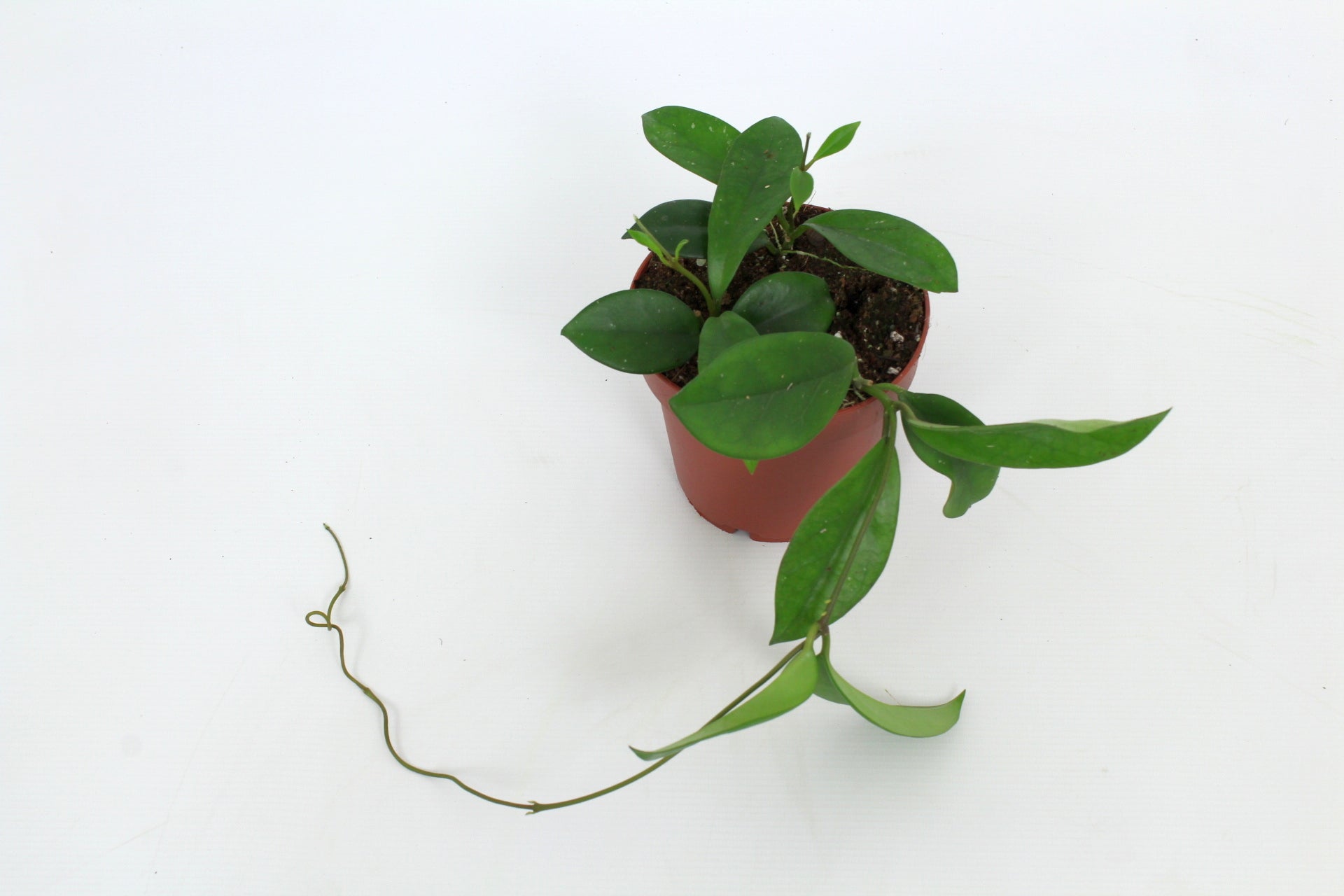 Hoya australis 15cm 12cm Pot
