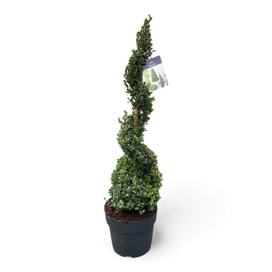 Buxus sempervirens ball 100cm 27cm Pot