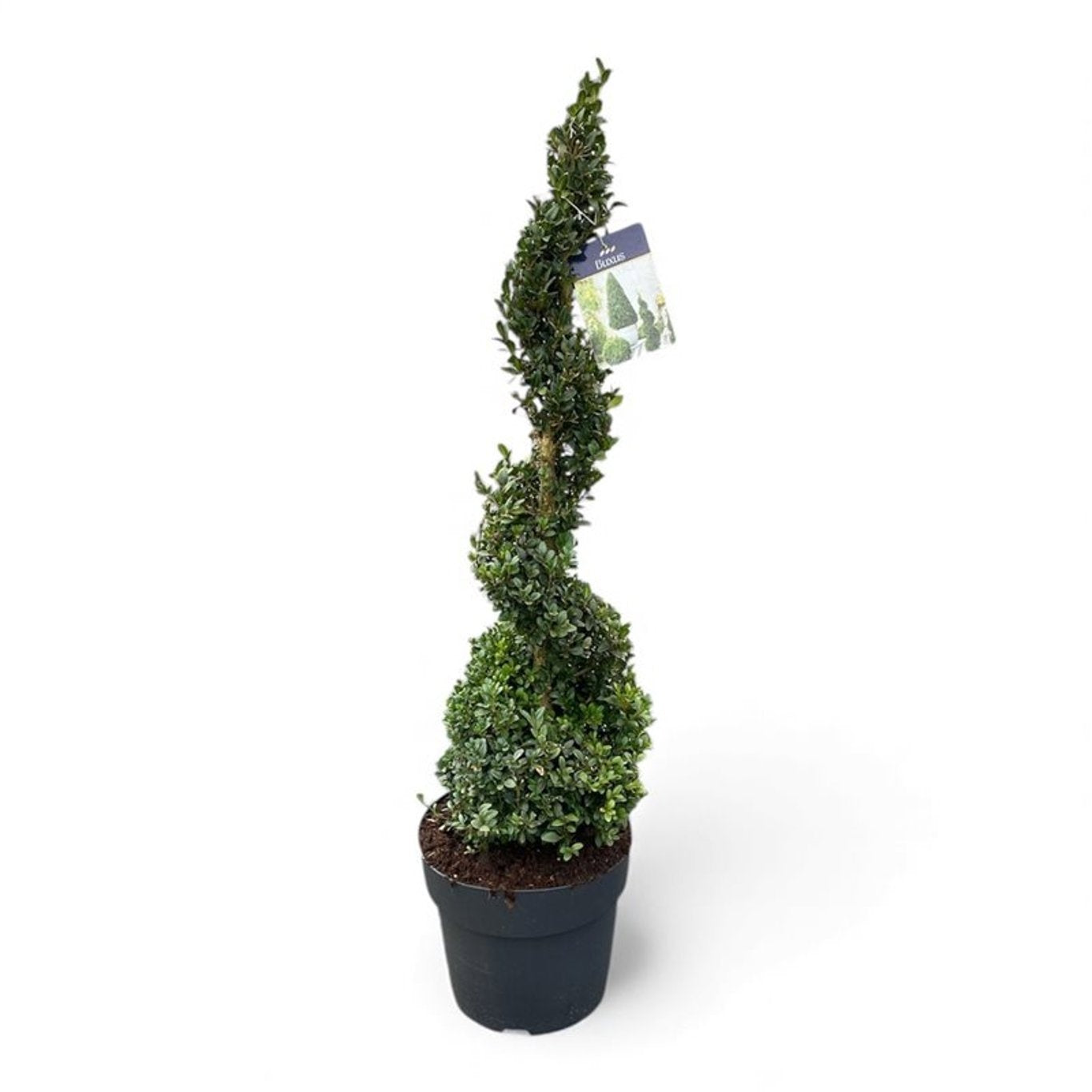 Buxus sempervirens ball 100cm 27cm Pot