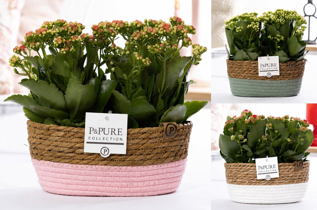 Kalanchoe Rosalina mix 27cm 12cm Pot