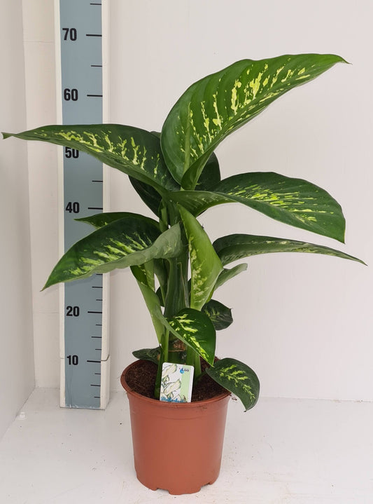 Dieffenbachia Tropic Snow 70cm 19cm Pot