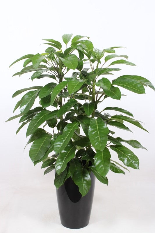 Schefflera Amate 110cm 29cm Pot