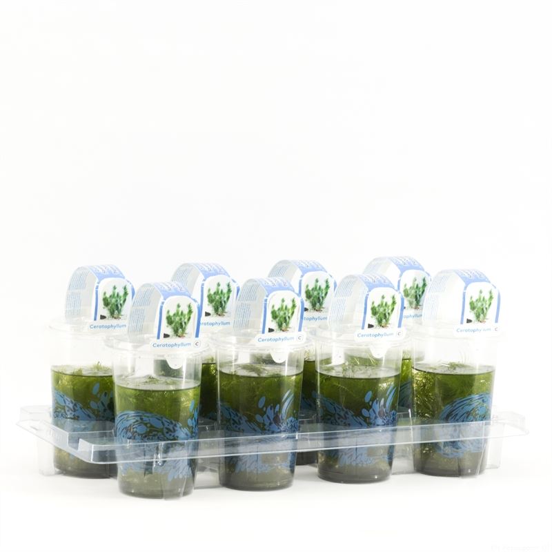 Waterplkw R. Moerings Ceratophyllum demersum Pack of 8