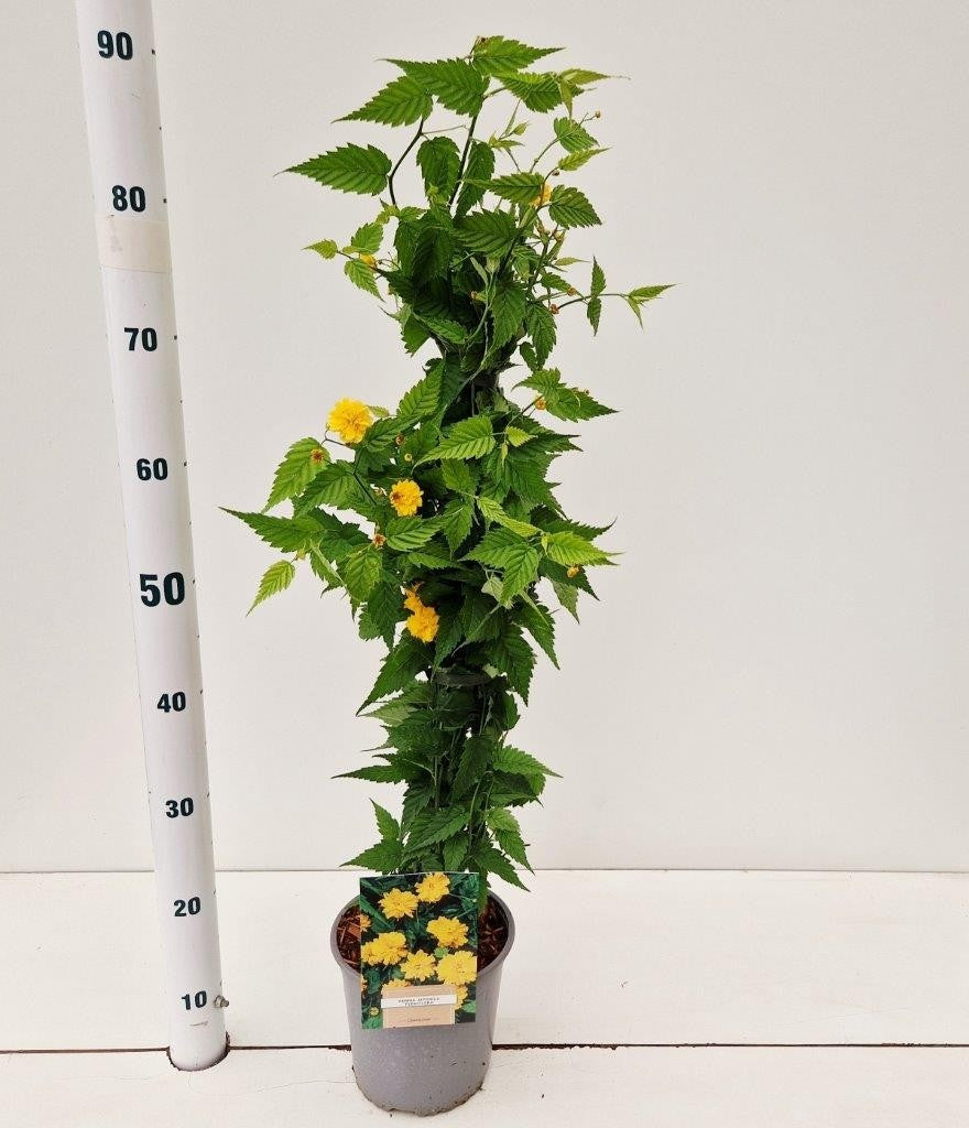 Kerria jap. Pleniflora 40cm 17cm Pot