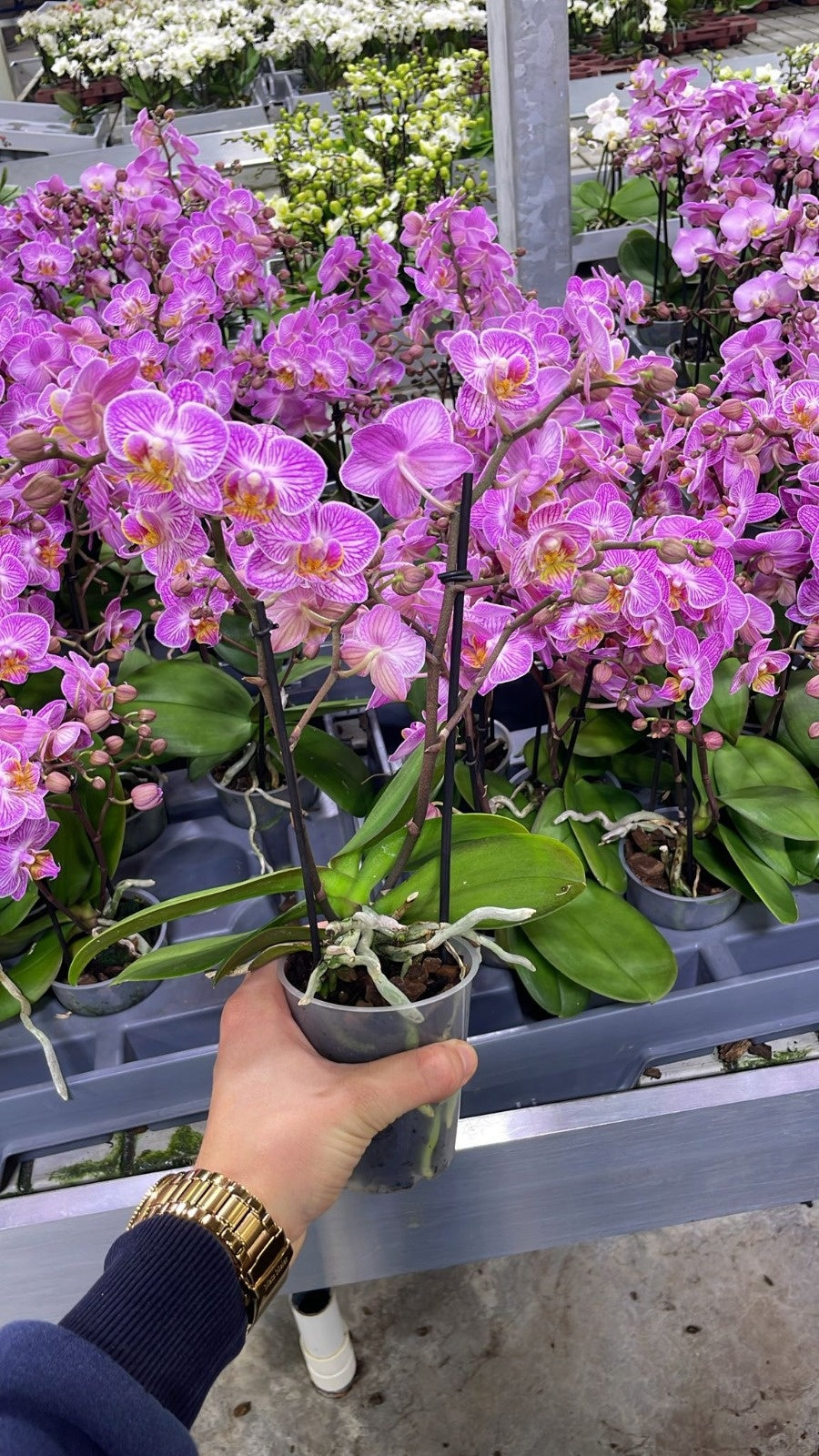 Phalaenopsis pink 30cm 9cm Pot