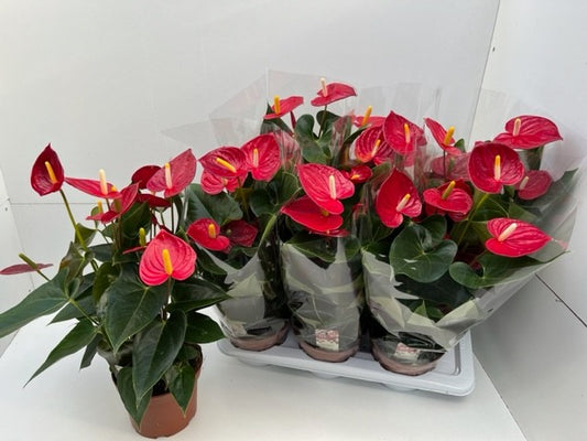 Anthurium Tremendo 60cm 17cm Pot