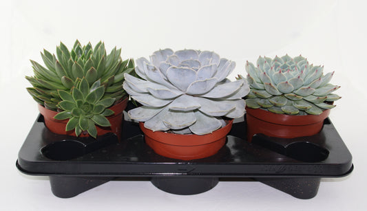Echeveria mix 25cm 17cm Pot