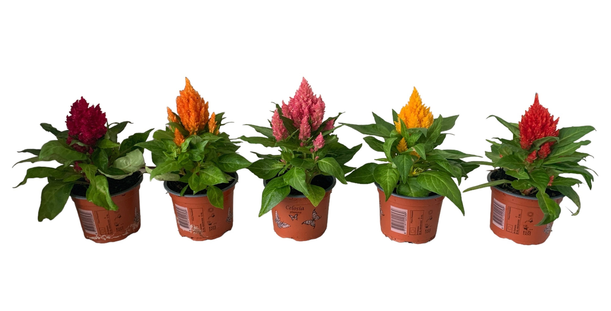 Celosia plumosa mix 26cm 510cm Pot