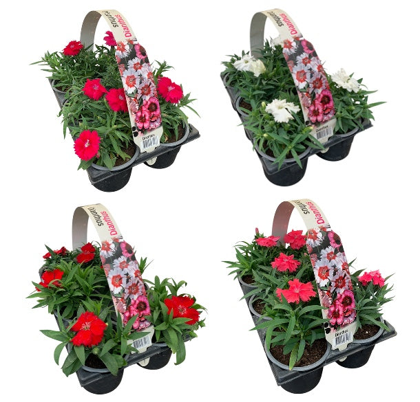 Dianthus chinensis 15cm 9cm Pot