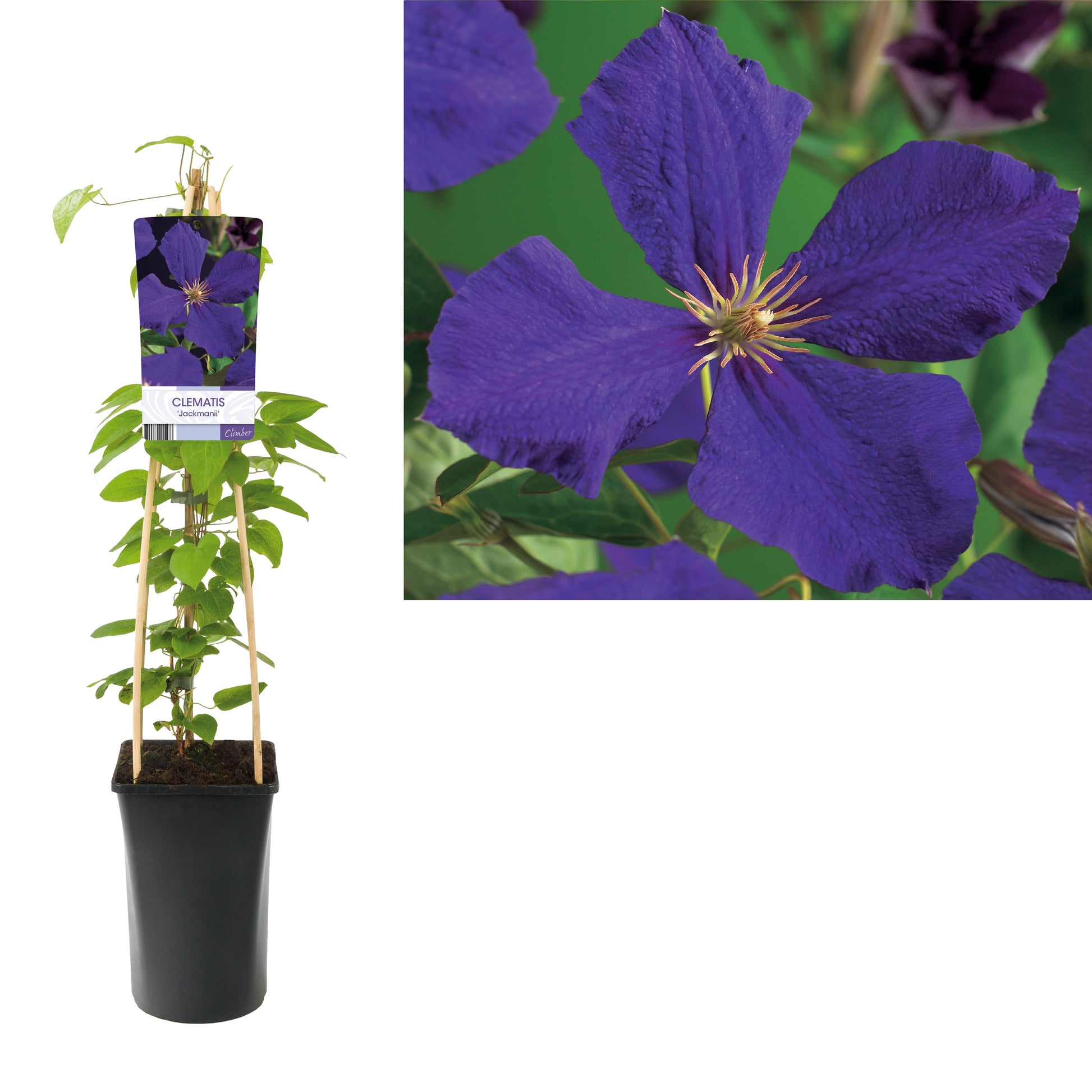 Clematis Jackmanii 75cm 17cm Pot