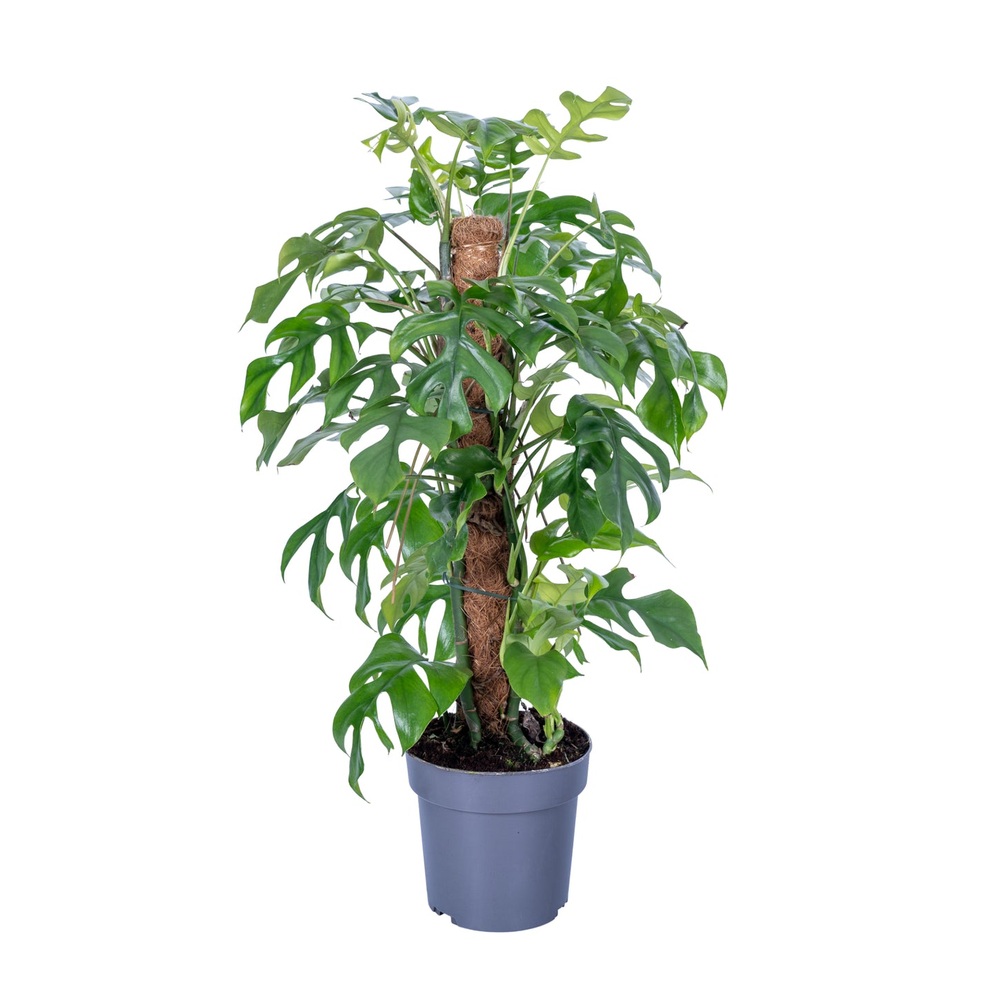 Ichtus Plants Monstera Variegated Pack of 6