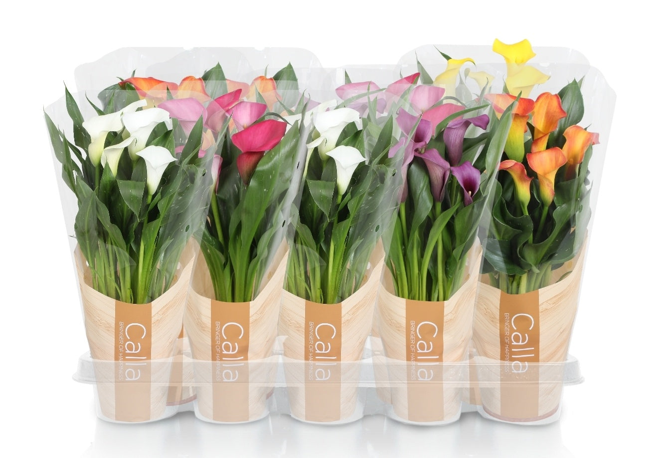 Zantedeschia mix 40cm 12cm Pot
