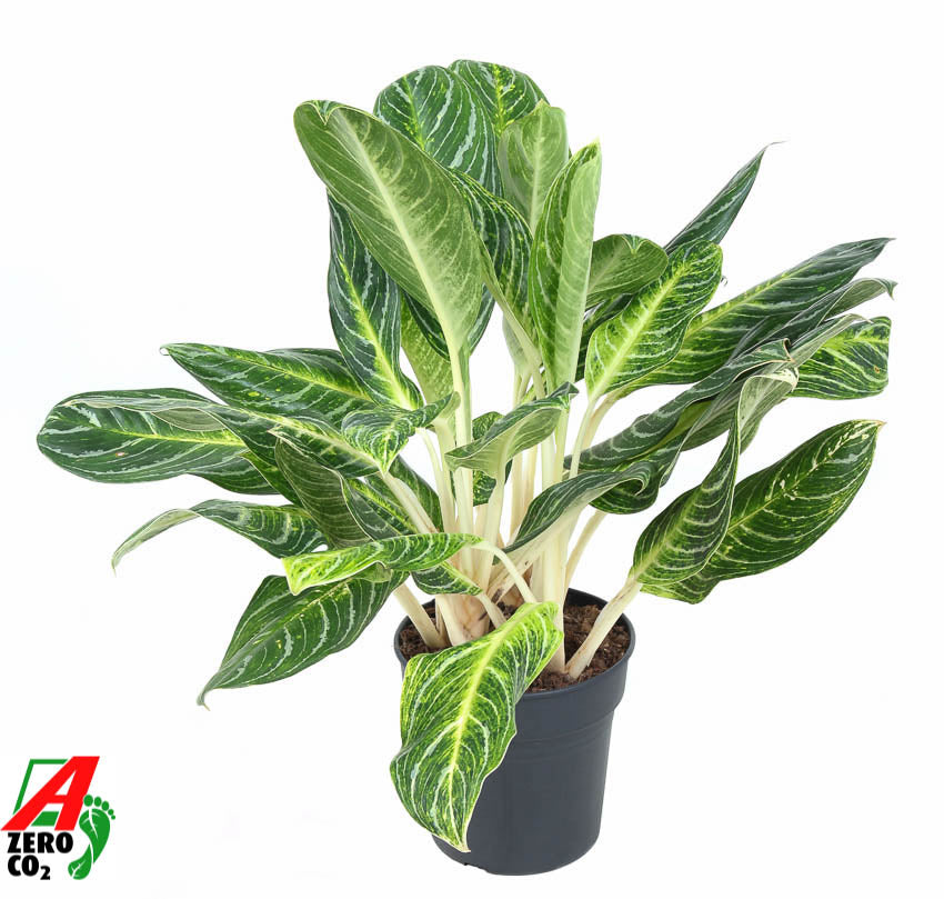 Ammerlaan Green Innovator Aglaonema Keylime Pack of 1