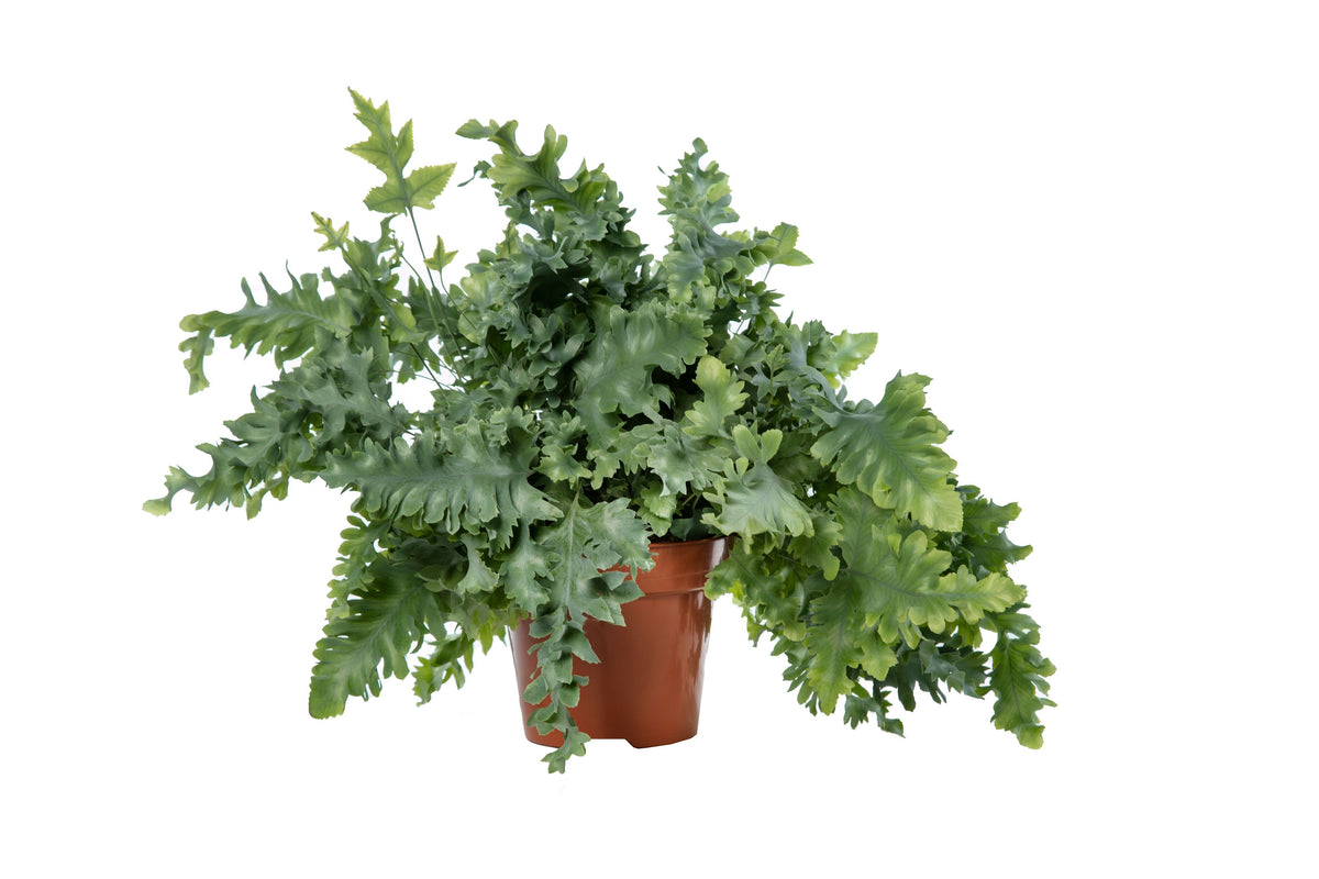 Phlebodium Davana 45cm 17cm Pot