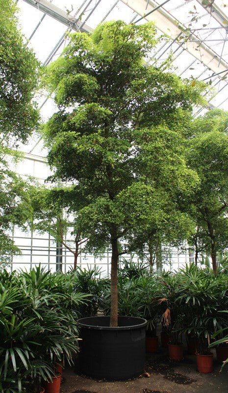 Plants 550cm 120cm Pot