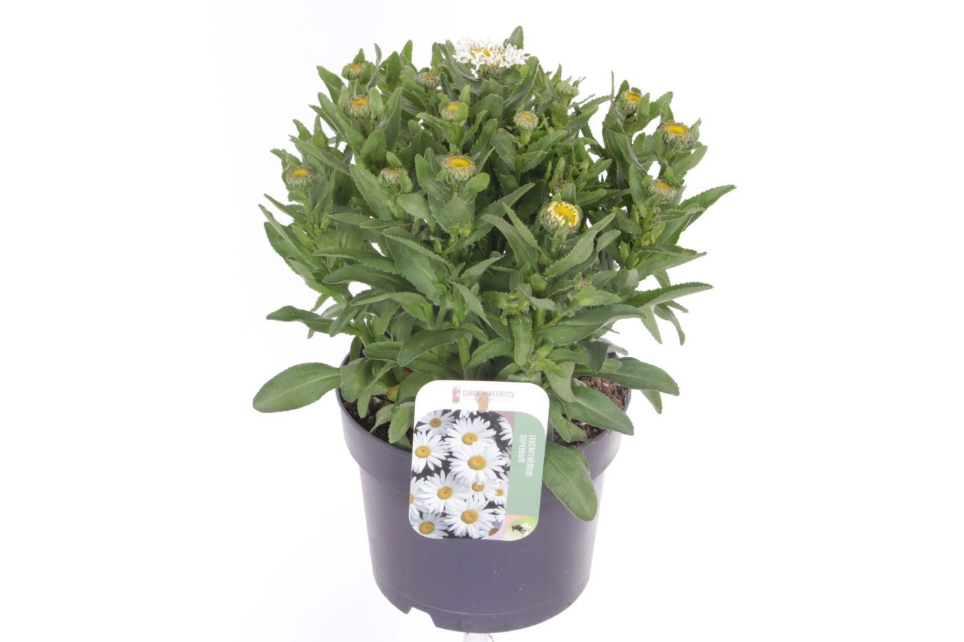 Leucanthemum max. Oh La Lacrosse 35cm 17cm Pot