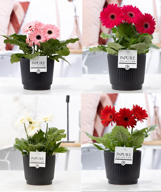 Gerbera mix 22cm 12cm Pot