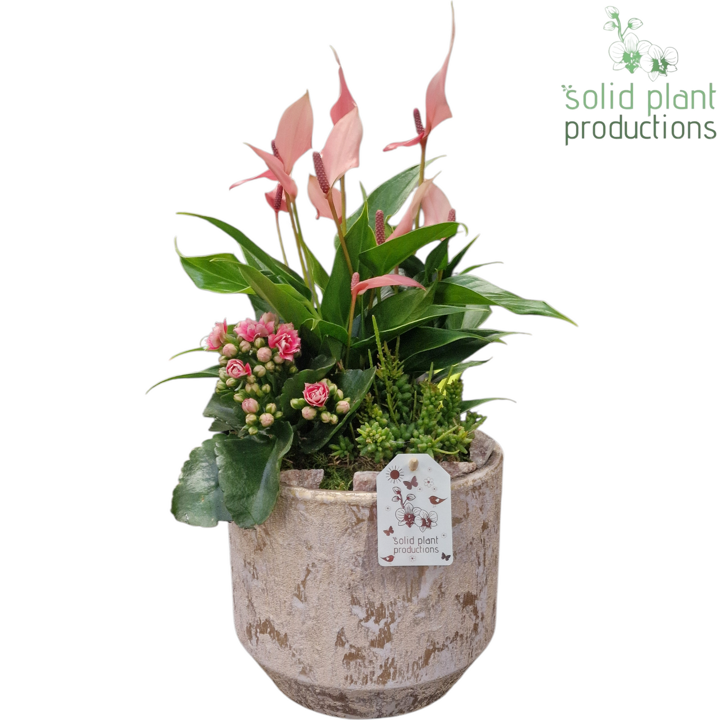 AT220 Maria Gold Pot Pink Anthurium 45cm 19cm Pot