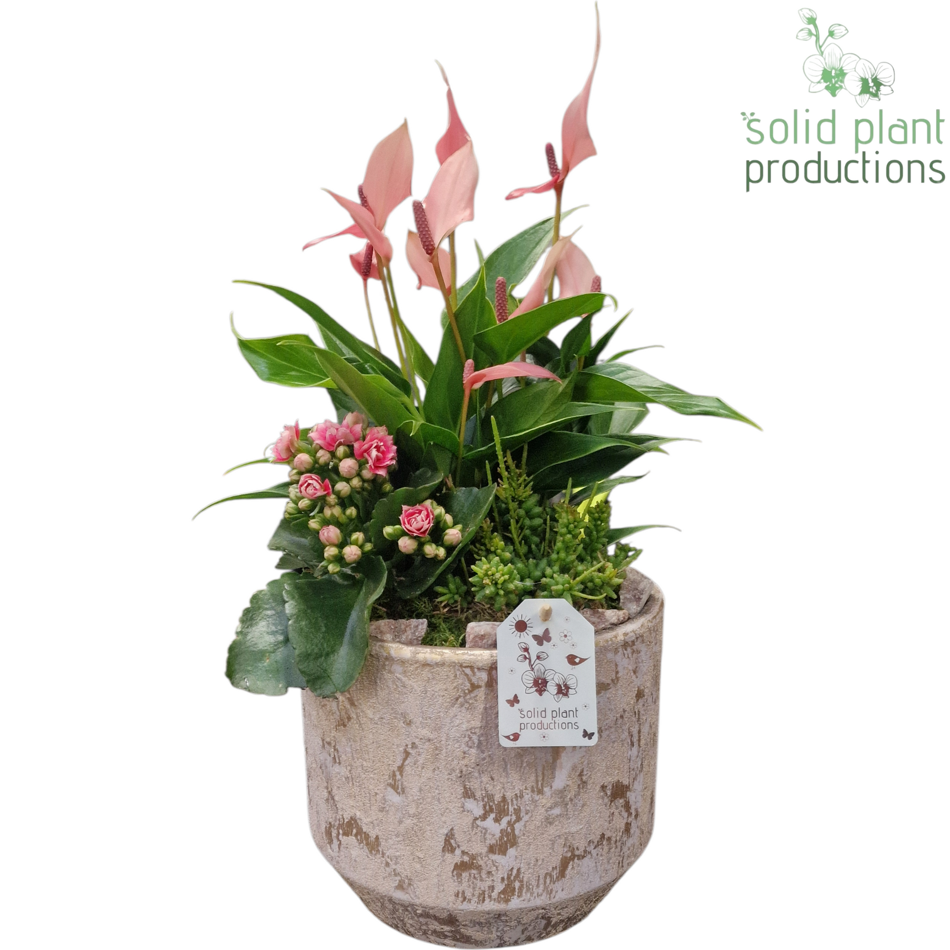 AT220 Maria Gold Pot Pink Anthurium 45cm 19cm Pot