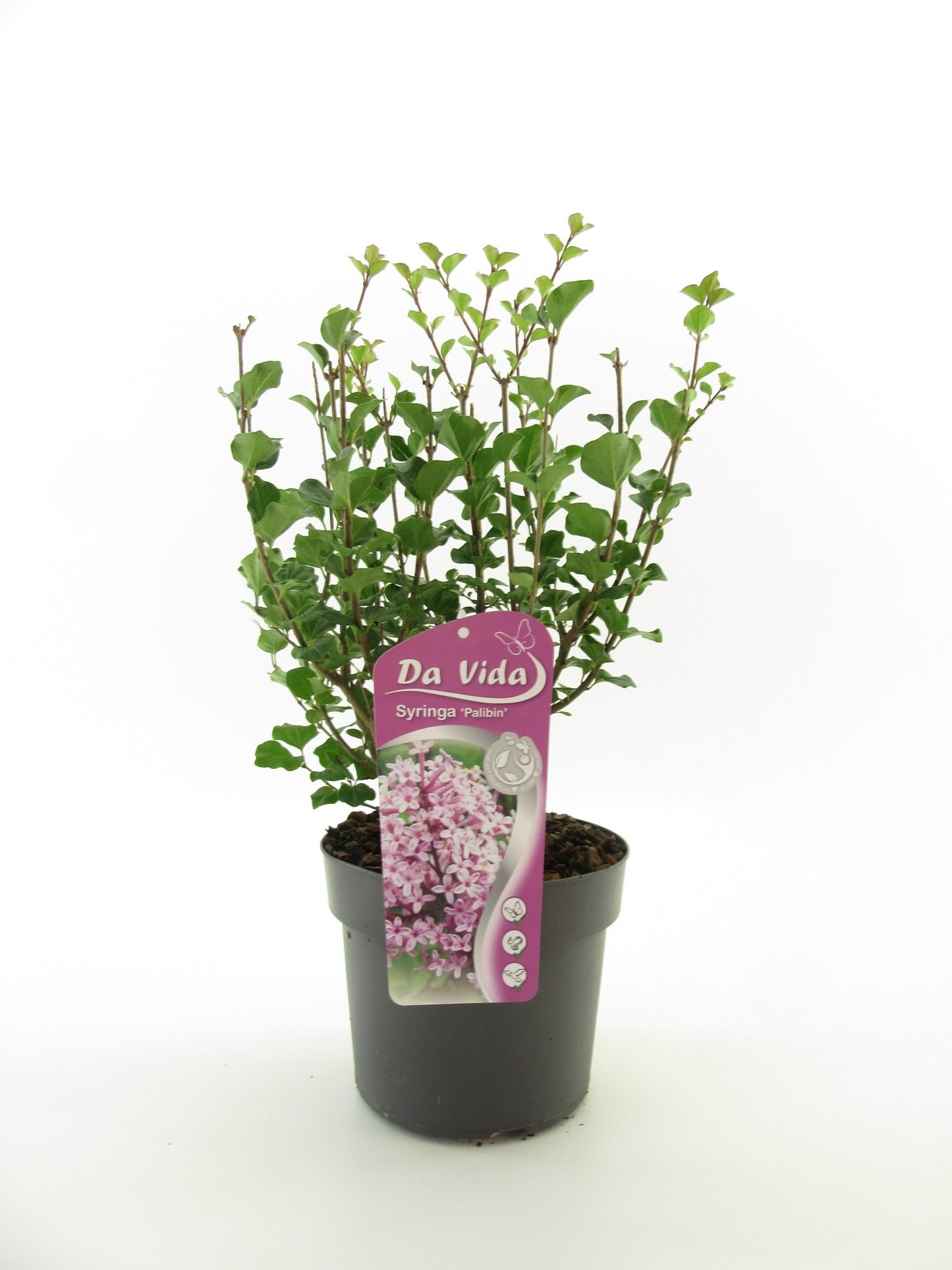 Syringa meyeri Palibin 40cm 19cm Pot