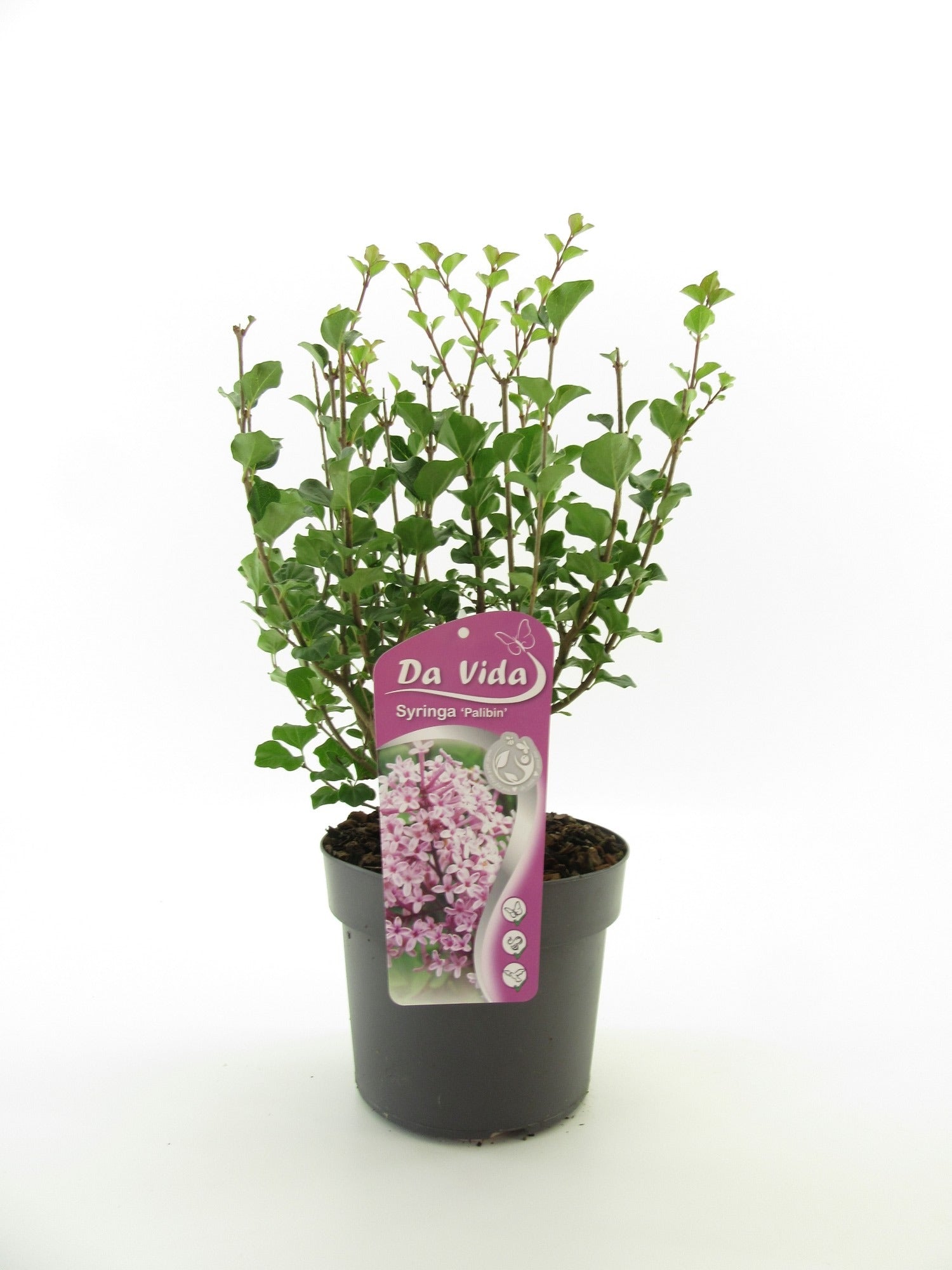Syringa meyeri Palibin 40cm 19cm Pot