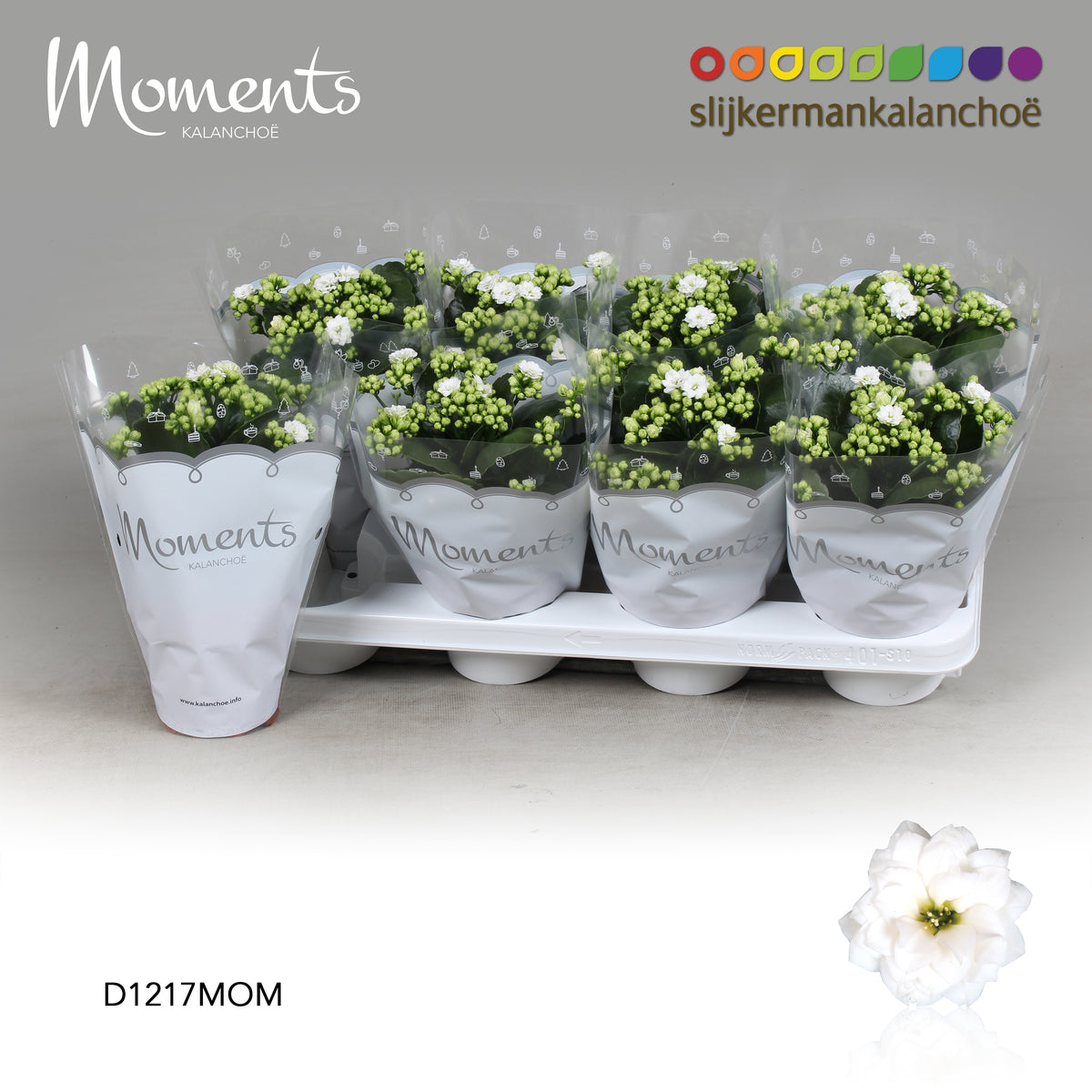 Kalanchoe Skydive White 24cm 12cm Pot