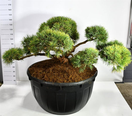 Pinus hybrid 150cm 110cm Pot