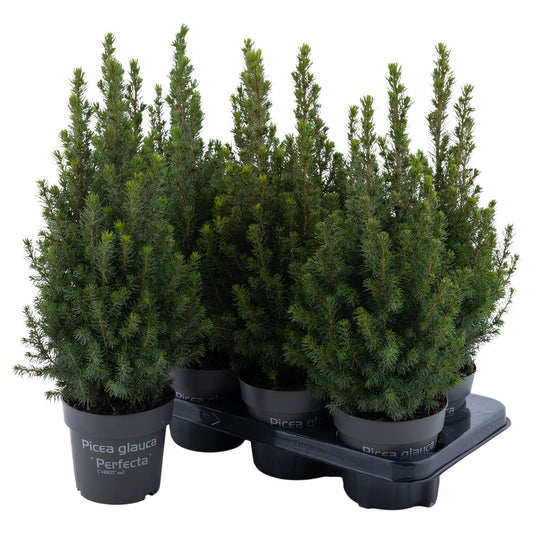 Picea glauca Perfecta 43cm 13cm Pot