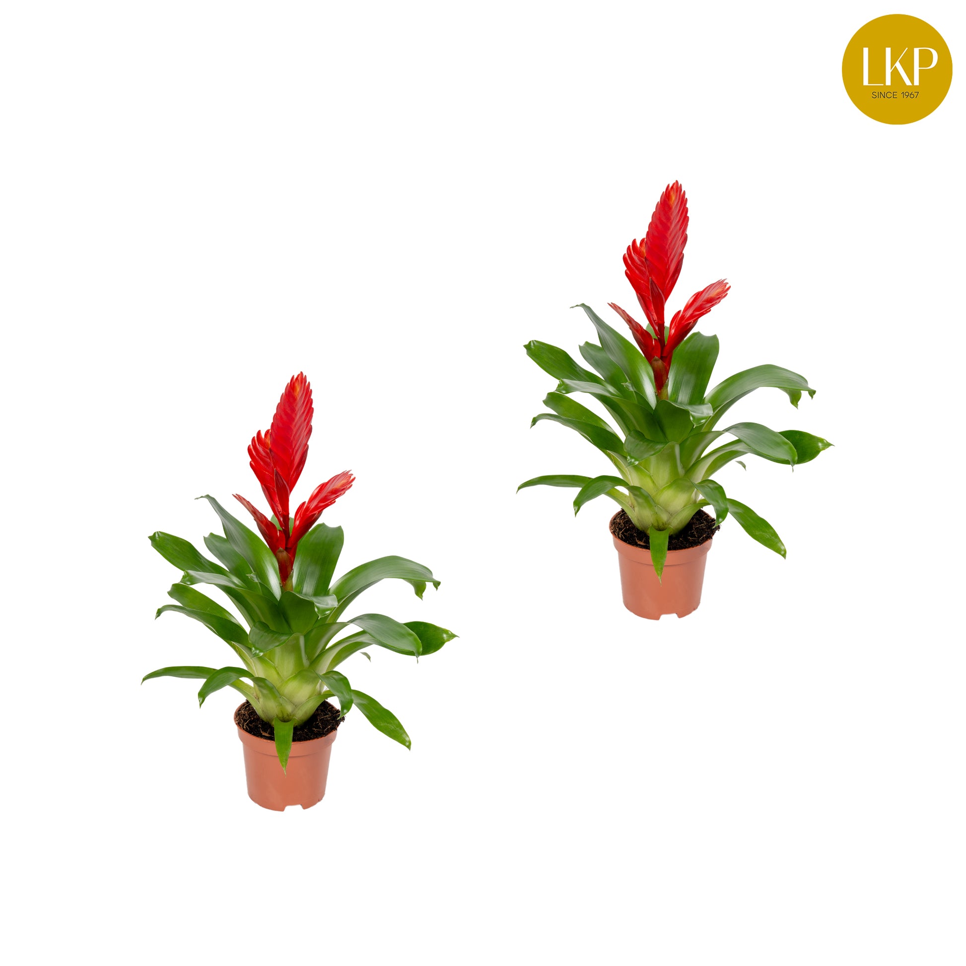 Vriesea Christiane 30cm 10.5cm Pot