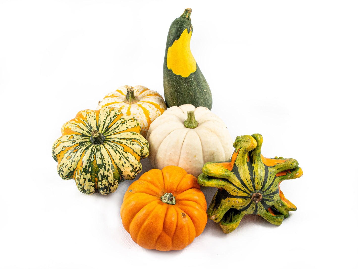 Cucurbita pepo mix 10cm 10cm Pot