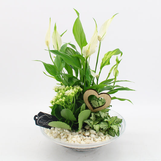 Indoor flowering arrangement 35cm 25cm Pot