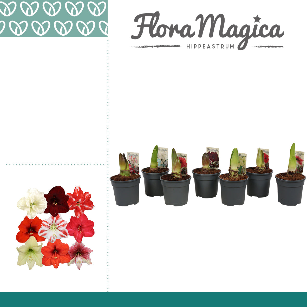 Hippeastrum 25cm 12cm Pot