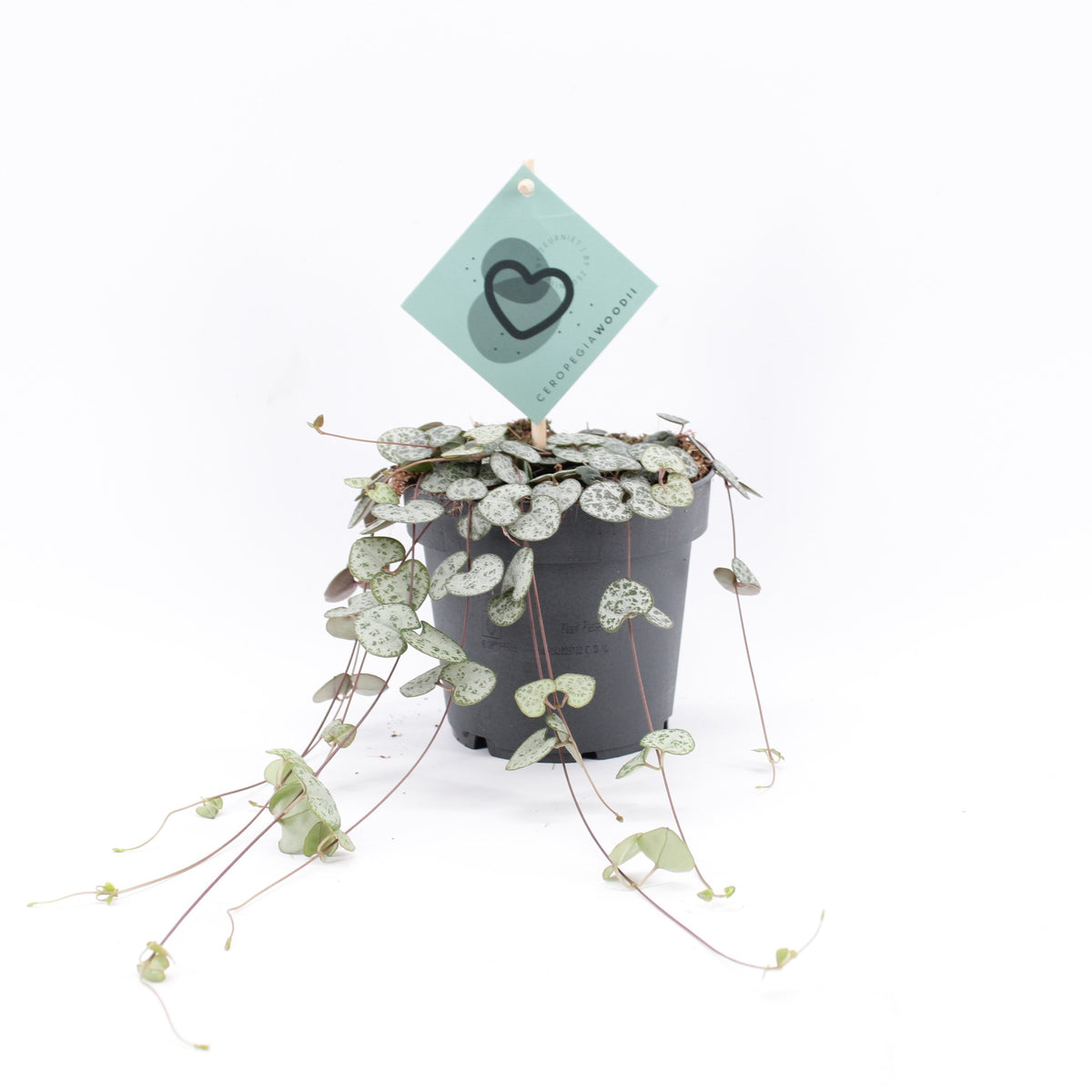 Ceropegia woodii (string of hearts) 10cm 12cm Pot