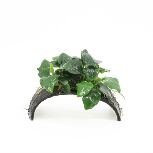 Aquarium plant mix 5cm 2cm Pot