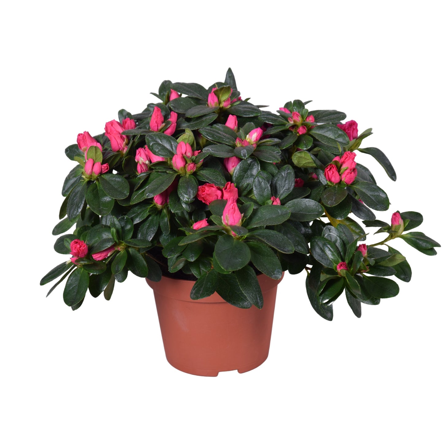 Rhododendron simsii Nordlicht 28cm 13cm Pot