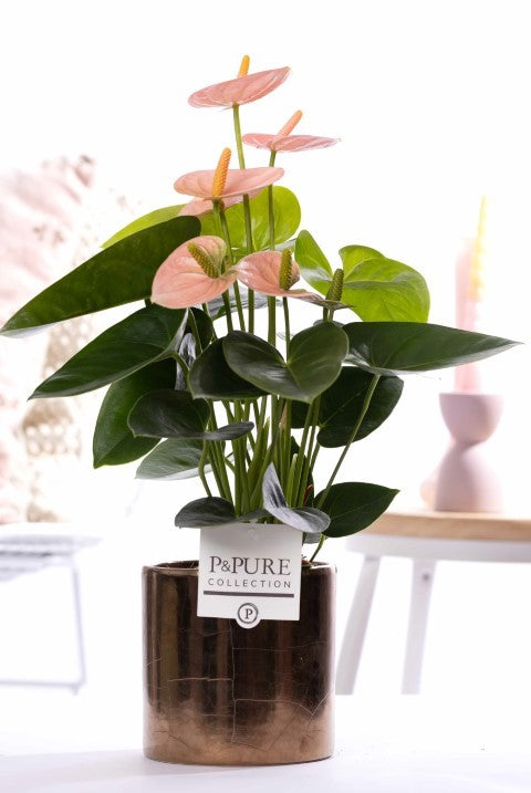 Anthurium andraeanum 45cm 12cm Pot