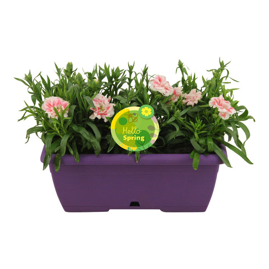 Dianthus Oscar 22cm 25cm Pot