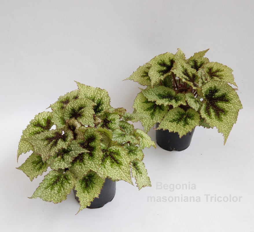 Begonia Iron Cross 25cm 14cm Pot