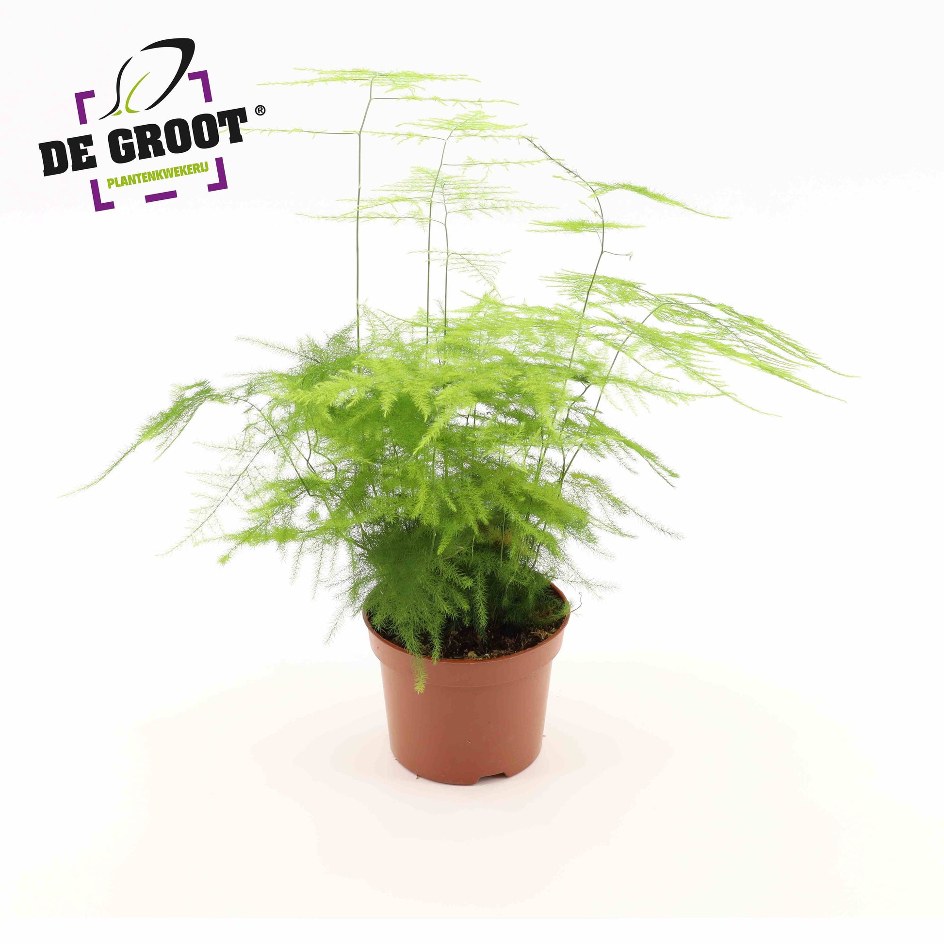 Asparagus setaceus 30cm 12cm Pot