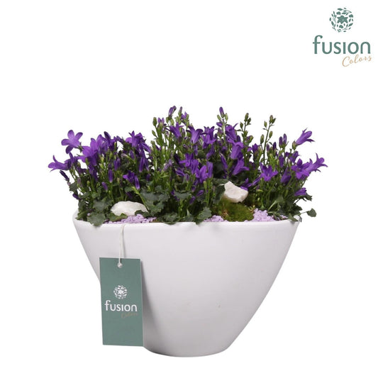 Keramiek bootpot met arrangement Campanula 24uur levertijd 20cm 18cm Pot