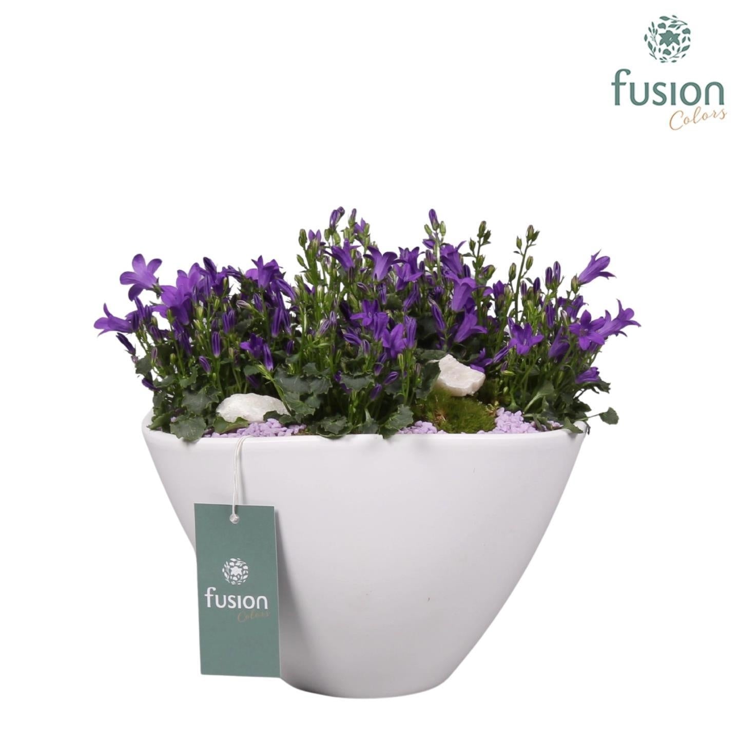 Keramiek bootpot met arrangement Campanula 24uur levertijd 20cm 18cm Pot