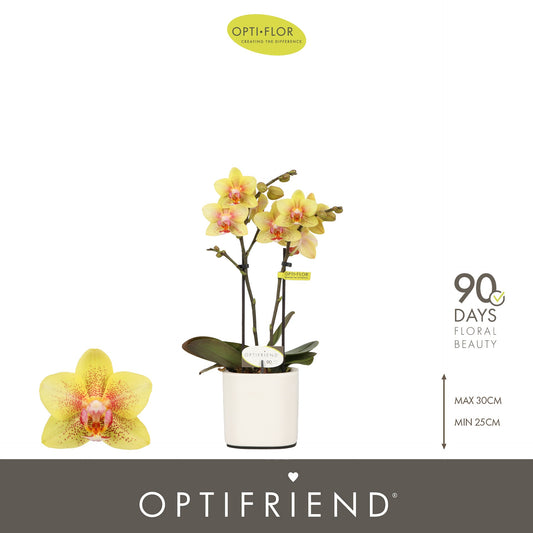 Phalaenopsis Orange 25cm 7cm Pot