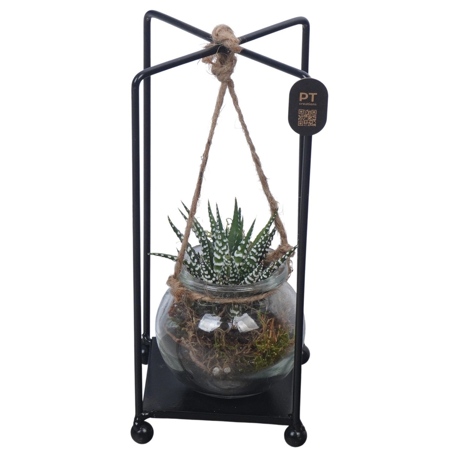 Indoor arrangement 22cm 10cm Pot