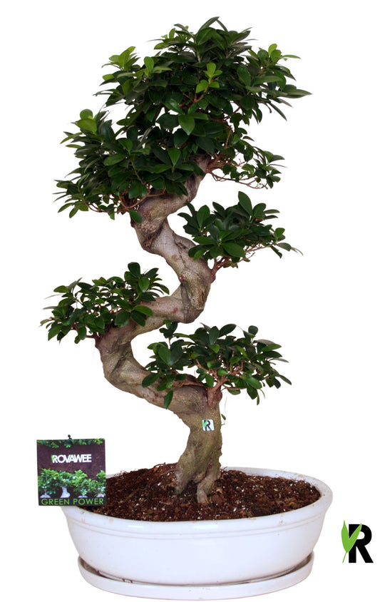 Ficus Ginseng 110cm 50cm Pot