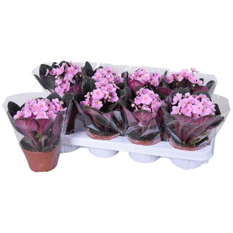 Saintpaulia ionantha 20cm 12cm Pot