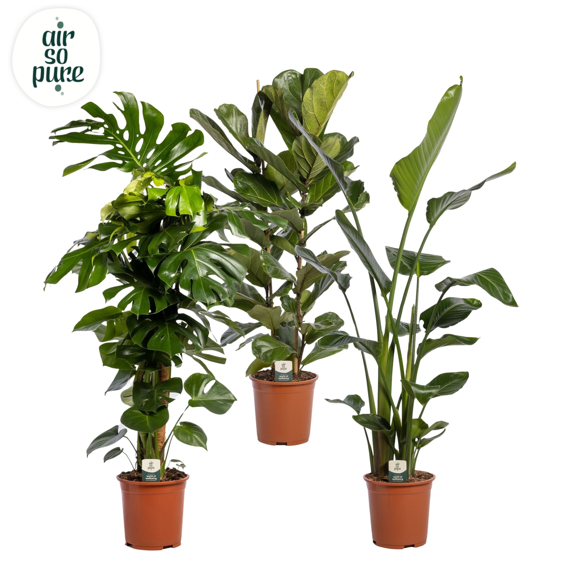 Foliage houseplants mix 130cm 27cm Pot