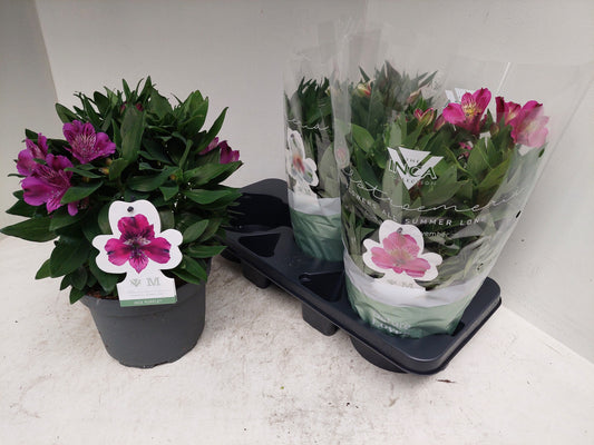 Alstroemeria Inca mix 40cm 19cm Pot