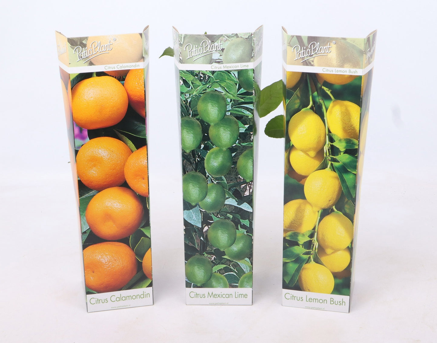 Citrus mix 30cm 9cm Pot
