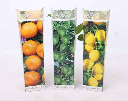 Citrus mix 30cm 9cm Pot