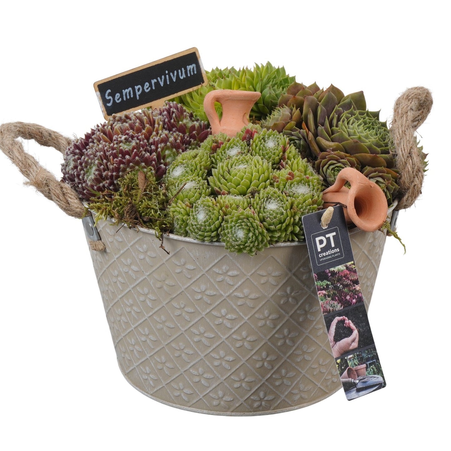 arr. Sempervivum 21cm 21cm Pot